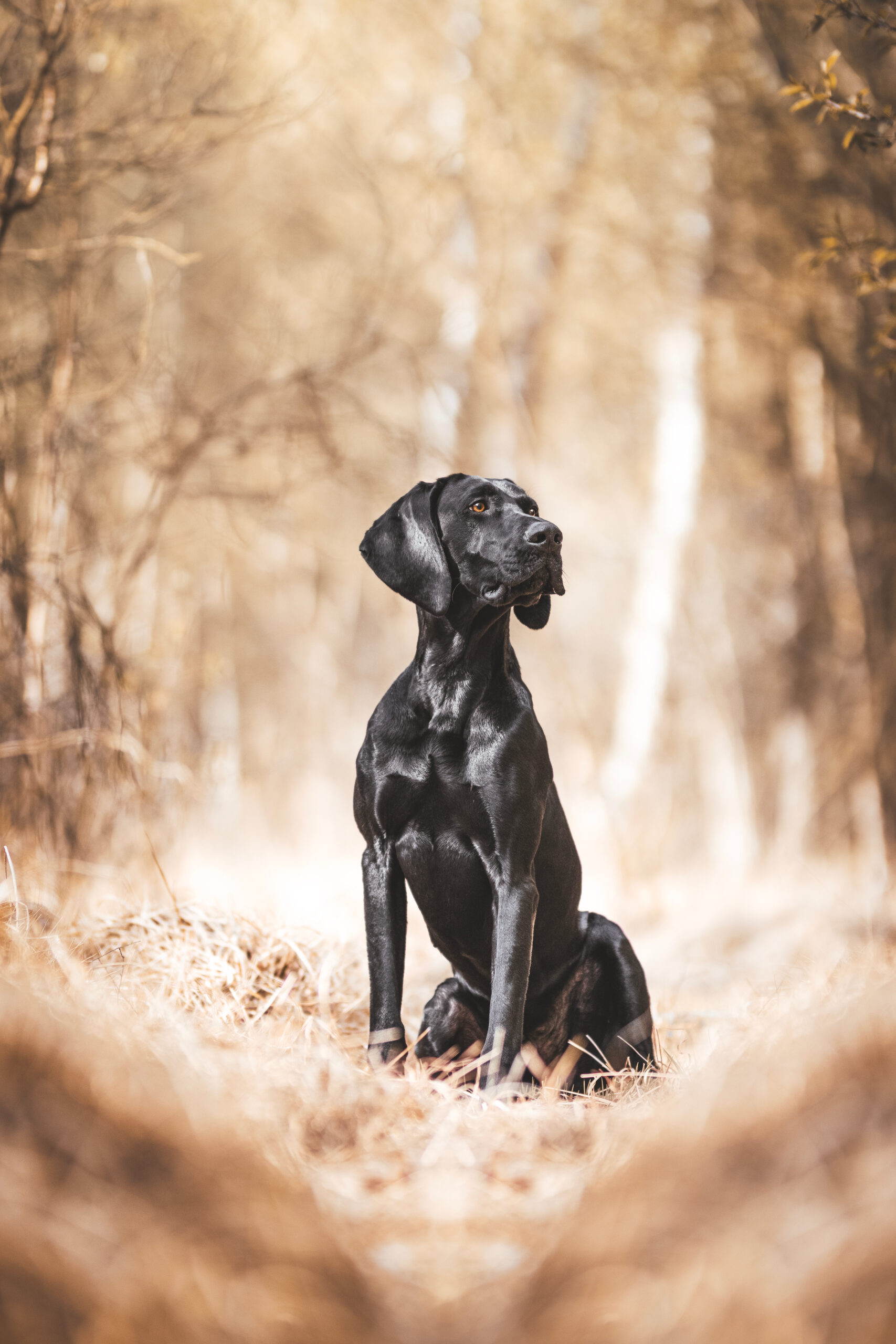 Hundeführerlehrgang 2026